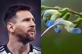 Olimlar o'simlikni Messi deb nomlashdi